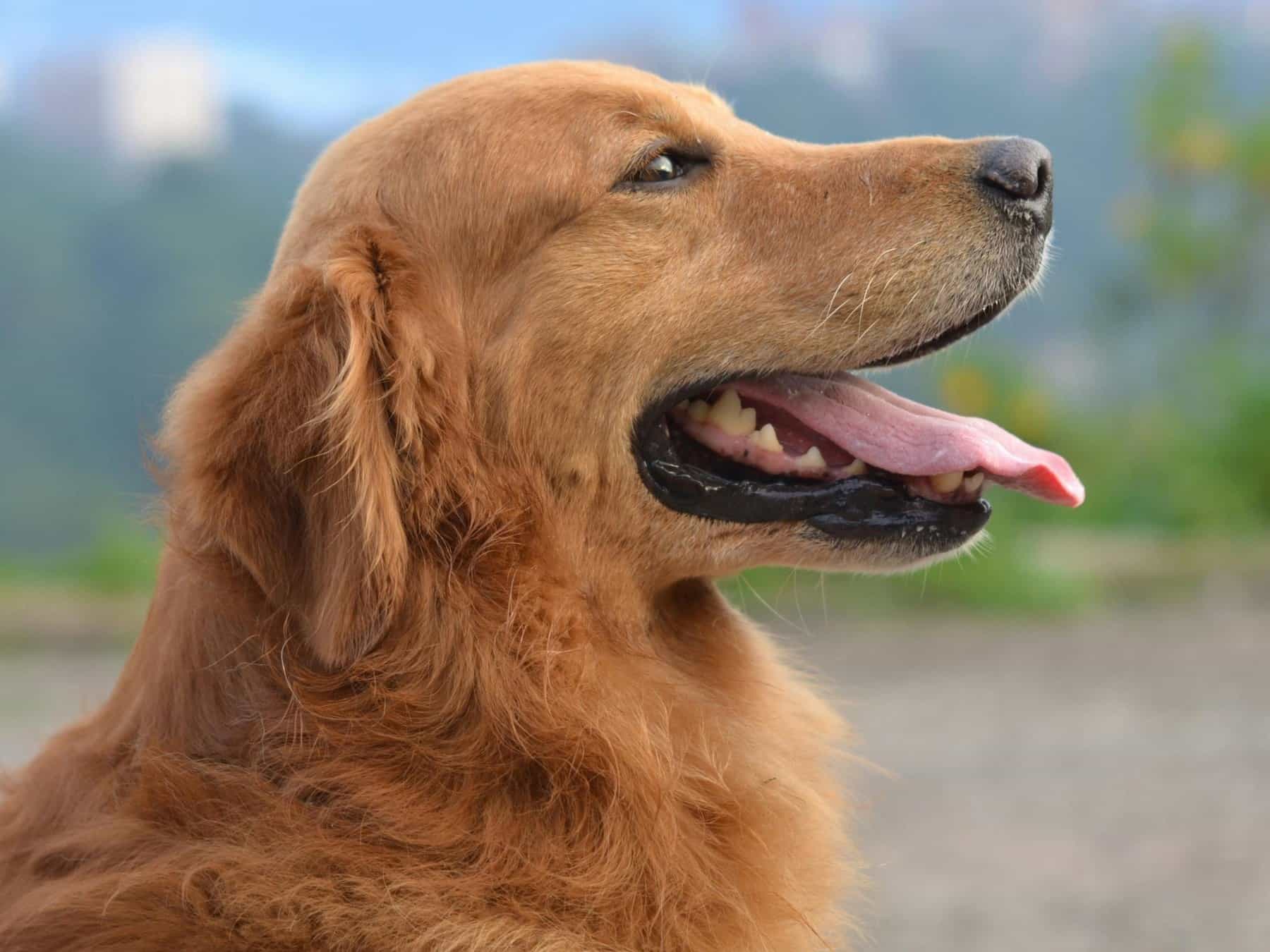 Preventative health checks