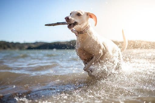 Dog playing with stick in water Image